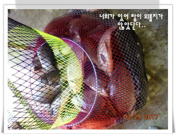 도심속의 작은 쉼터 화성 관리 낚시터입니다밤이 좋아라 (유료터정보 - 유료터점주조황)