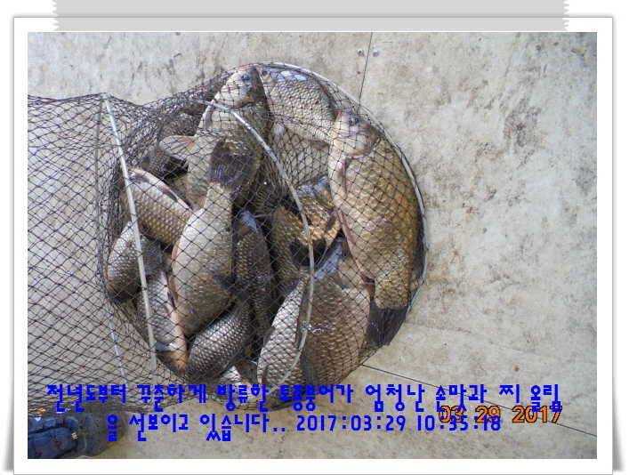 도심속의 작은 쉼터 화성 관리 낚시터입니다밤이 좋아라 (유료터정보 - 유료터점주조황)