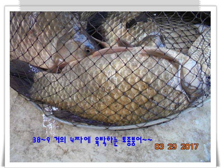 도심속의 작은 쉼터 화성 관리 낚시터입니다밤이 좋아라 (유료터정보 - 유료터점주조황)
