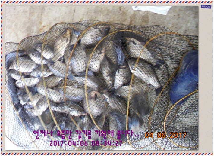 도심속의 작은 쉼터 화성 관리 낚시터입니다대박입니다 (유료터정보 - 유료터점주조황)