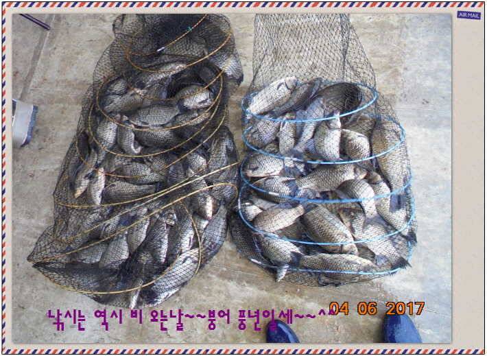 도심속의 작은 쉼터 화성 관리 낚시터입니다대박입니다 (유료터정보 - 유료터점주조황)