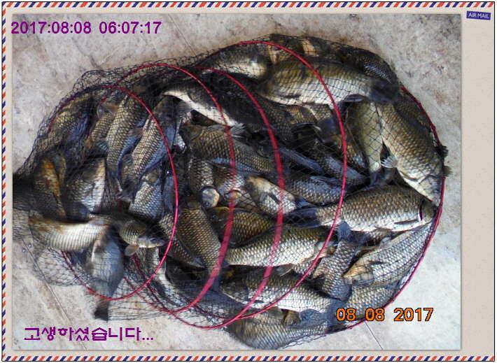 도심속의 작은 쉼터 화성 관리 낚시터입니다좋았다흐렸다 (유료터정보 - 유료터점주조황)