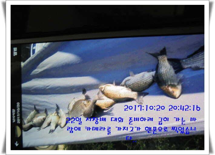 도심속의 작은 쉼터 화성 관리 낚시터입니다밤의 열정속으로 (유료터정보 - 유료터점주조황)