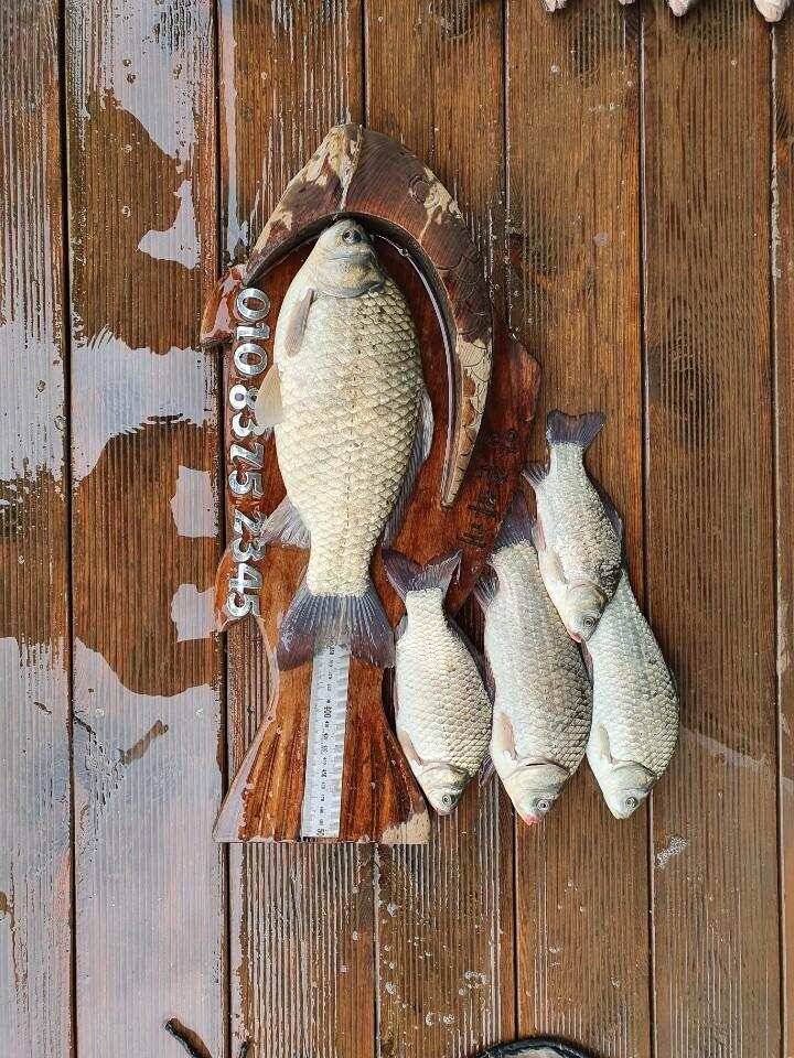 고삼지 때고기 조황입니다 (유료터정보 - 유료터점주조황)