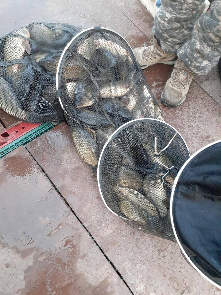 경주 동산낚시터 지난 조황 (유료터정보 - 유료터점주조황)