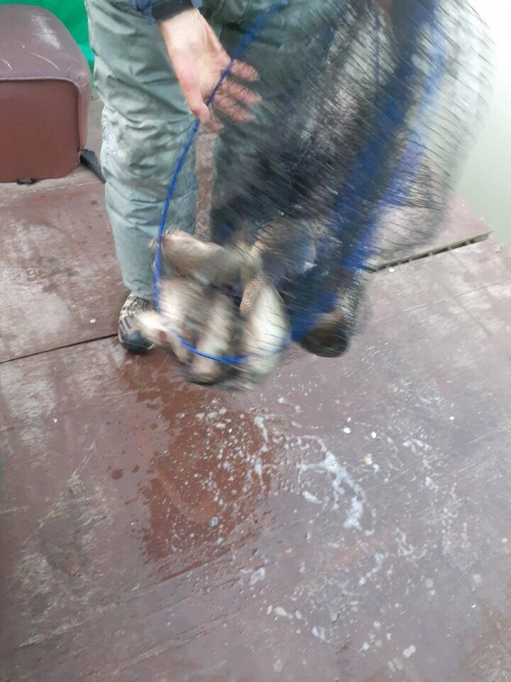 경주 동산낚시터 지난 조황 (유료터정보 - 유료터점주조황)