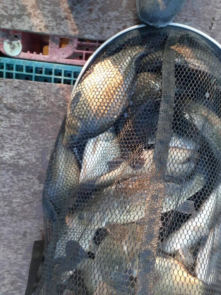 경주 동산낚시터 지난 조황 (유료터정보 - 유료터점주조황)