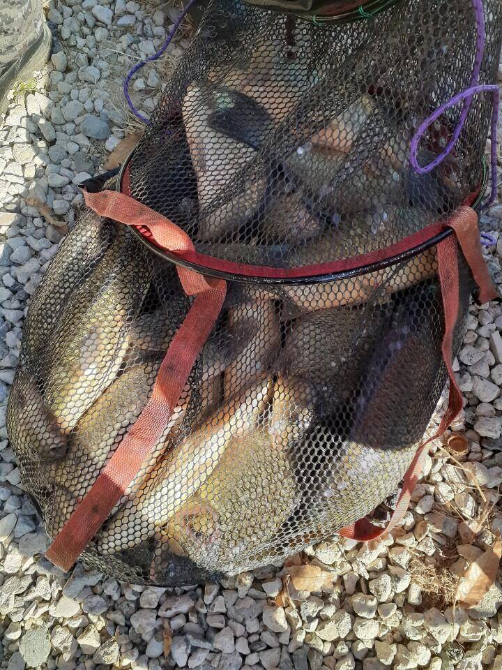 경주 동산낚시터 지난 조황 (유료터정보 - 유료터점주조황)
