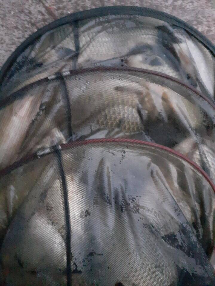 경주 동산낚시터 지난 조황 (유료터정보 - 유료터점주조황)