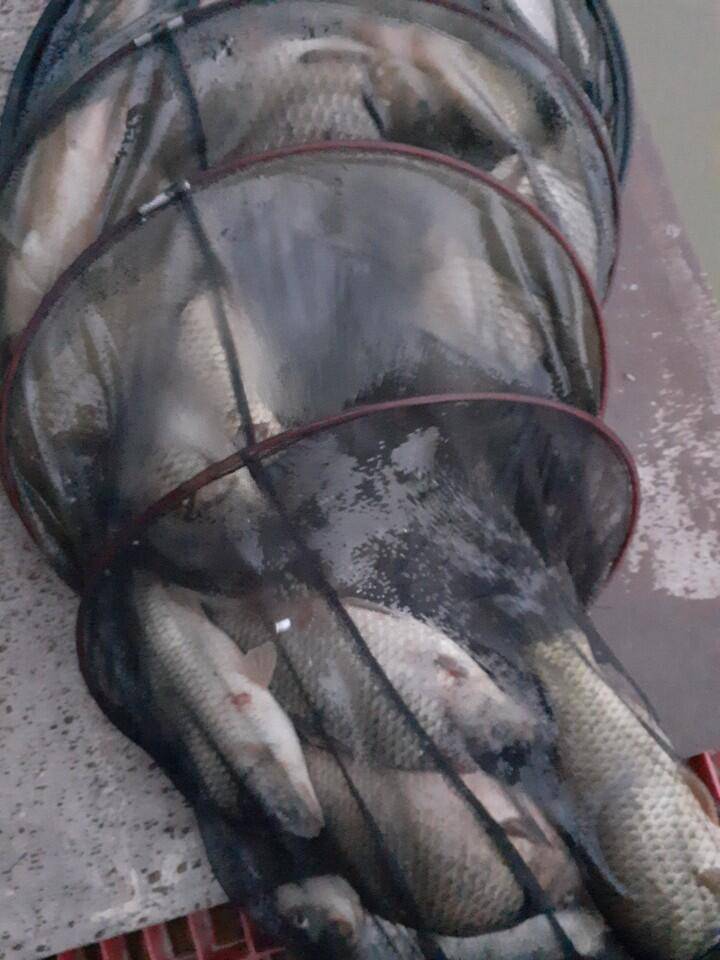 경주 동산낚시터 지난 조황 (유료터정보 - 유료터점주조황)