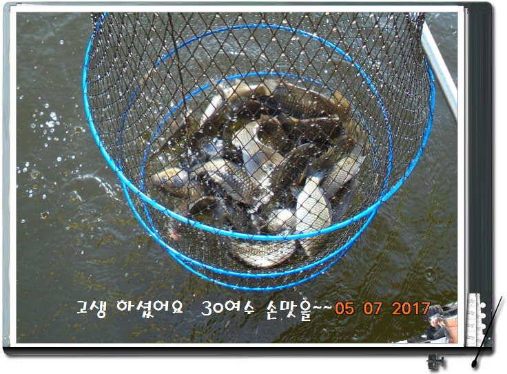 도심속의 작은 쉼터 화성 관리 낚시터입니다즐거움의 연속 (유료터정보 - 유료터점주조황)