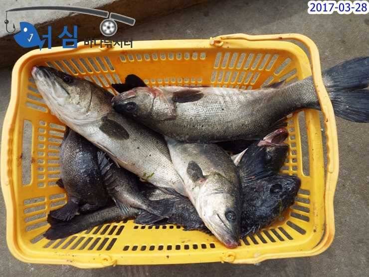 3월28일어심바다낚시터조황 (유료터정보 - 유료터점주조황)