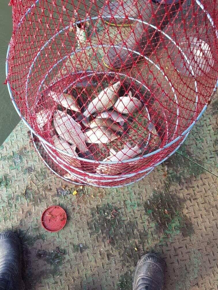 아산 안골지 조황정보 입니다 (유료터정보 - 유료터점주조황)