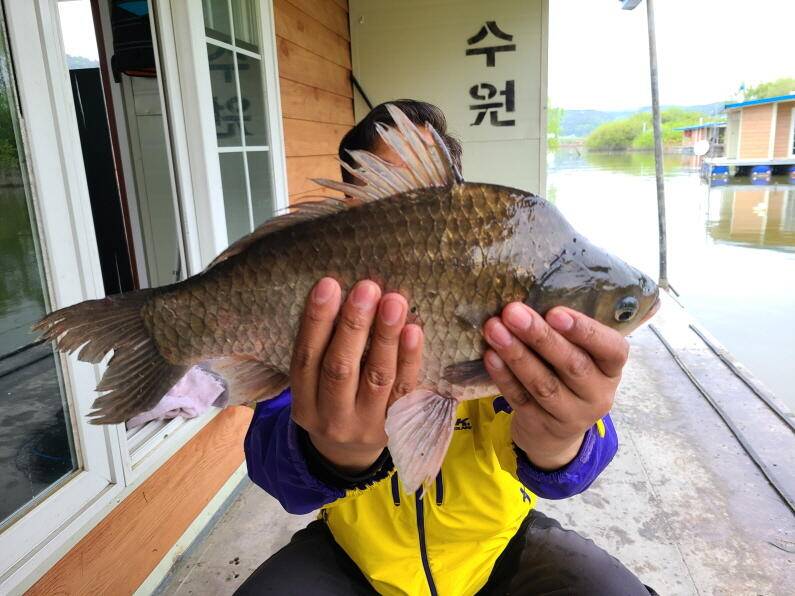 사짜대물이 올라오고 있는 수원좌대 (유료터정보 - 유료터점주조황)