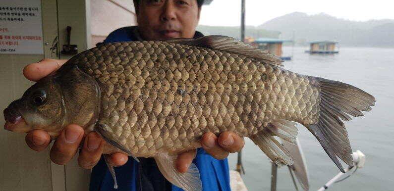 41cm 대물포인트 송전지 수원좌대 (유료터정보 - 유료터점주조황)