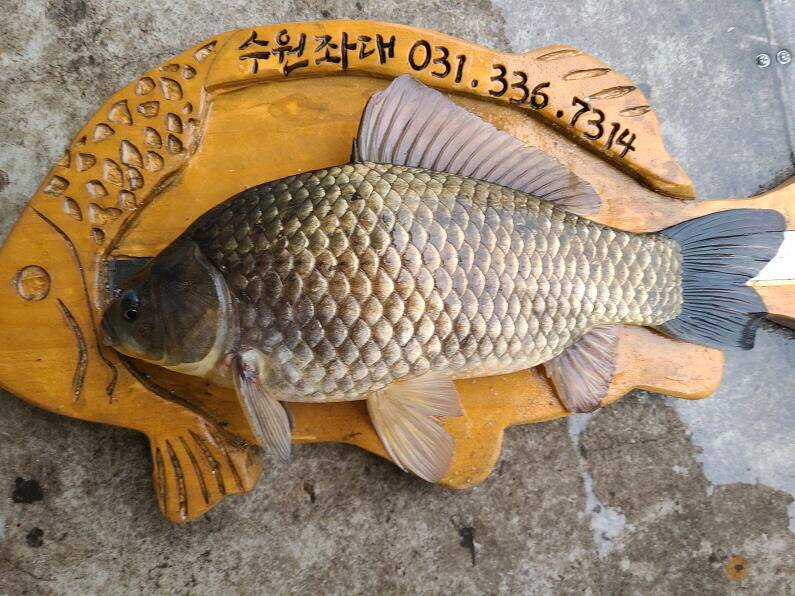 연일 사짜대물이 올라오고 있는 수원좌대 (유료터정보 - 유료터점주조황)