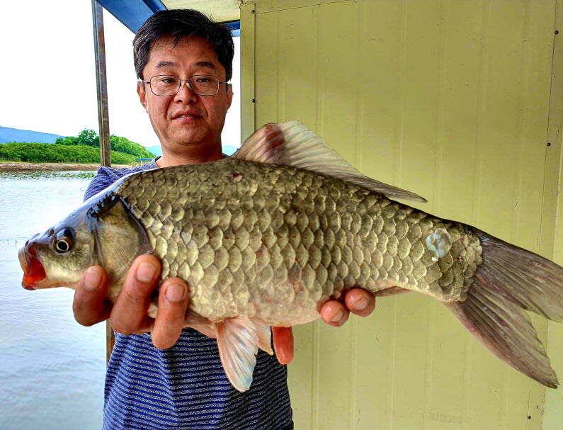 6월의 시작 42cm 405cm 대물 붕어로 송전지 미성집 좌대 (유료터정보 - 유료터점주조황)