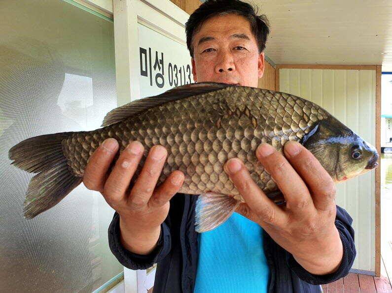 연일 이어지는 4짜 대물 마릿수 조황 굿 (유료터정보 - 유료터점주조황)