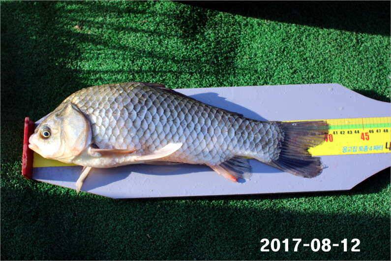 토종 4짜급 1톤 방류 (유료터정보 - 유료터점주조황)