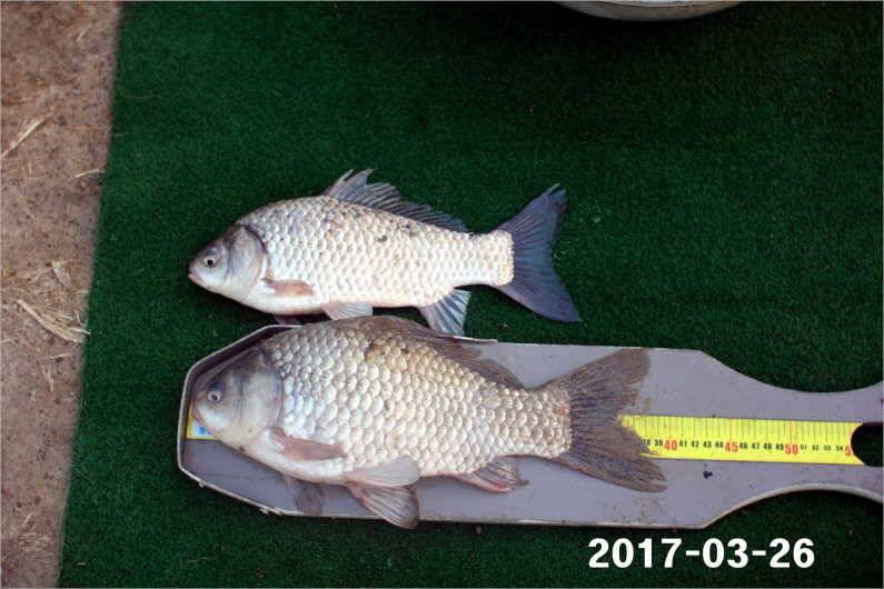 대박 (유료터정보 - 유료터점주조황)