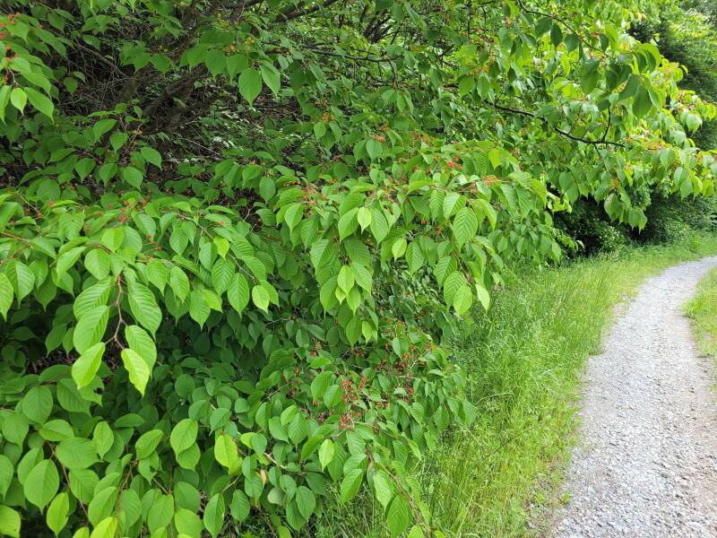 산 속의 힐링터 명곡지의 주중입니다 (유료터정보 - 유료터점주조황)