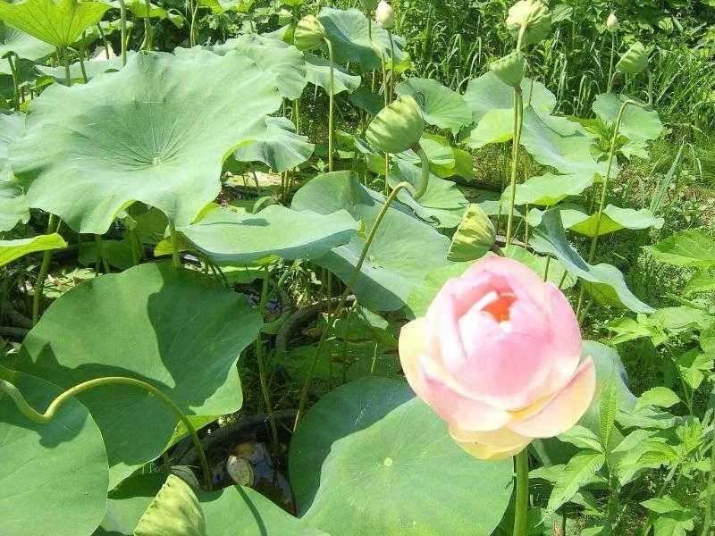 ♣ 연밭 포인트 광명 낚시터 ♣ (유료터정보 - 유료터점주조황)