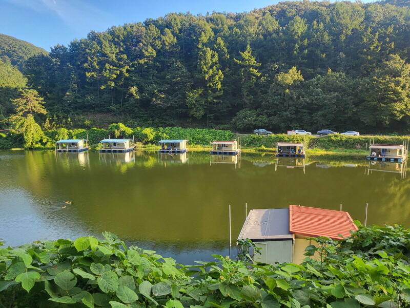 유구 명곡지의 9월6일 주말 방류 모습입니다 (유료터정보 - 유료터점주조황)