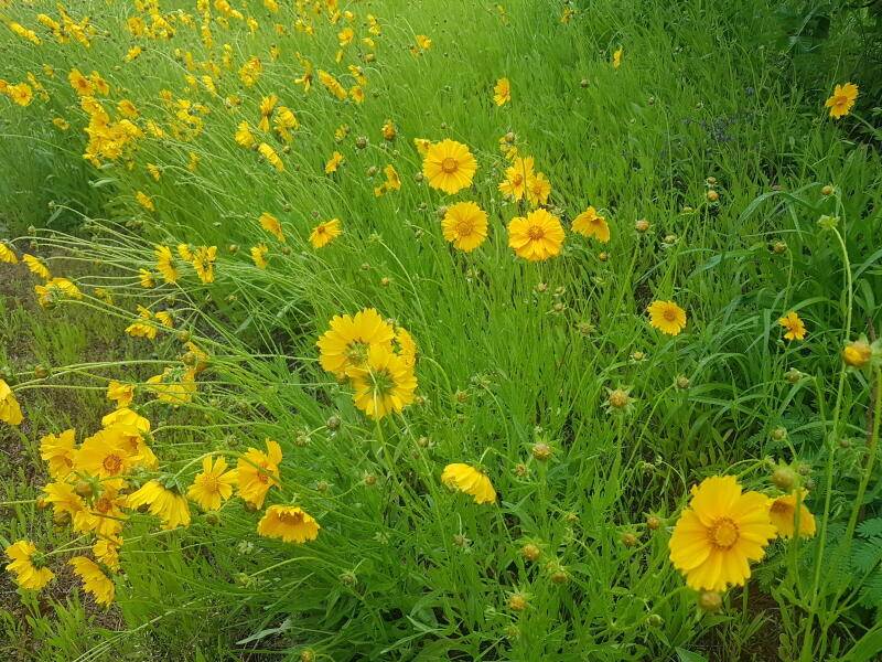 산 속의 힐링터 명곡지의 주중입니다 (유료터정보 - 유료터점주조황)