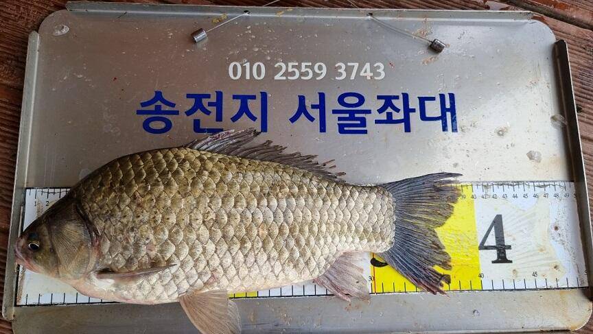 송전지서울좌대5월2일조황 (유료터정보 - 유료터점주조황)