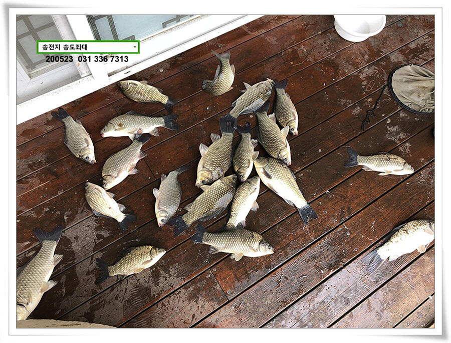 늦바람 난 송전지 조황 (유료터정보 - 유료터점주조황)