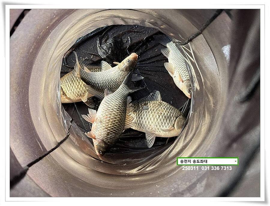 스멀스멀 봄 붕어 (유료터정보 - 유료터점주조황)