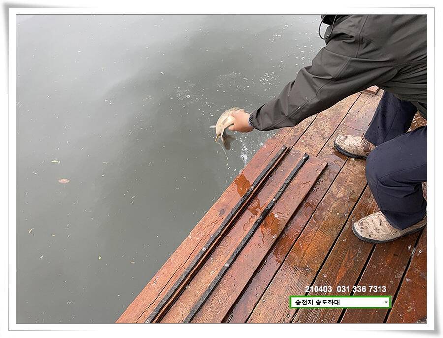 산란 송전지 송전낚시터 송도좌대 조황 (유료터정보 - 유료터점주조황)