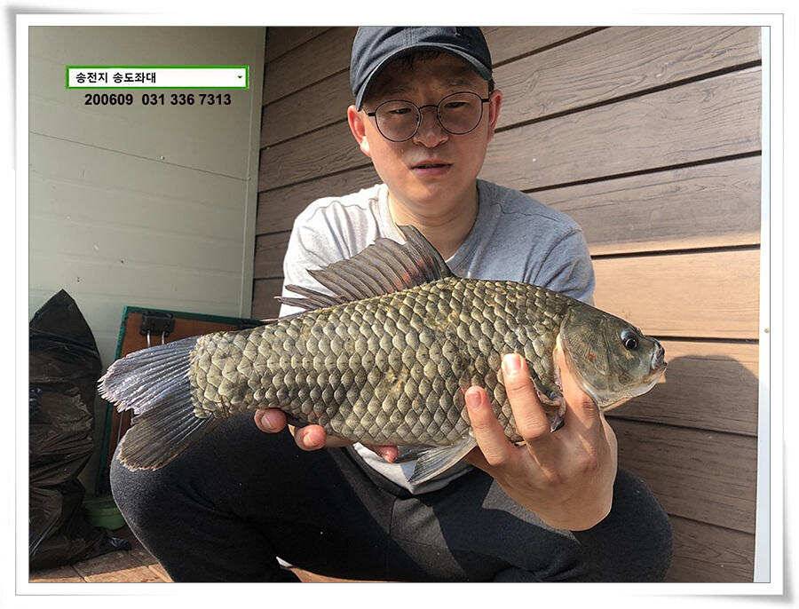 송전지 송도좌대 조황 (유료터정보 - 유료터점주조황)