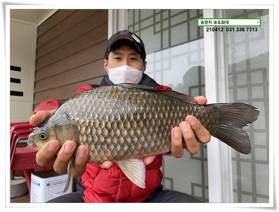 435cm송전지 송도좌대 조황 (유료터정보 - 유료터점주조황)