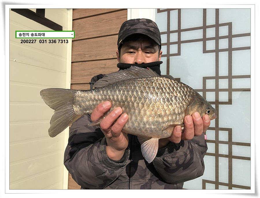 덩어리 등판 송전지 송도좌대 조황 (유료터정보 - 유료터점주조황)