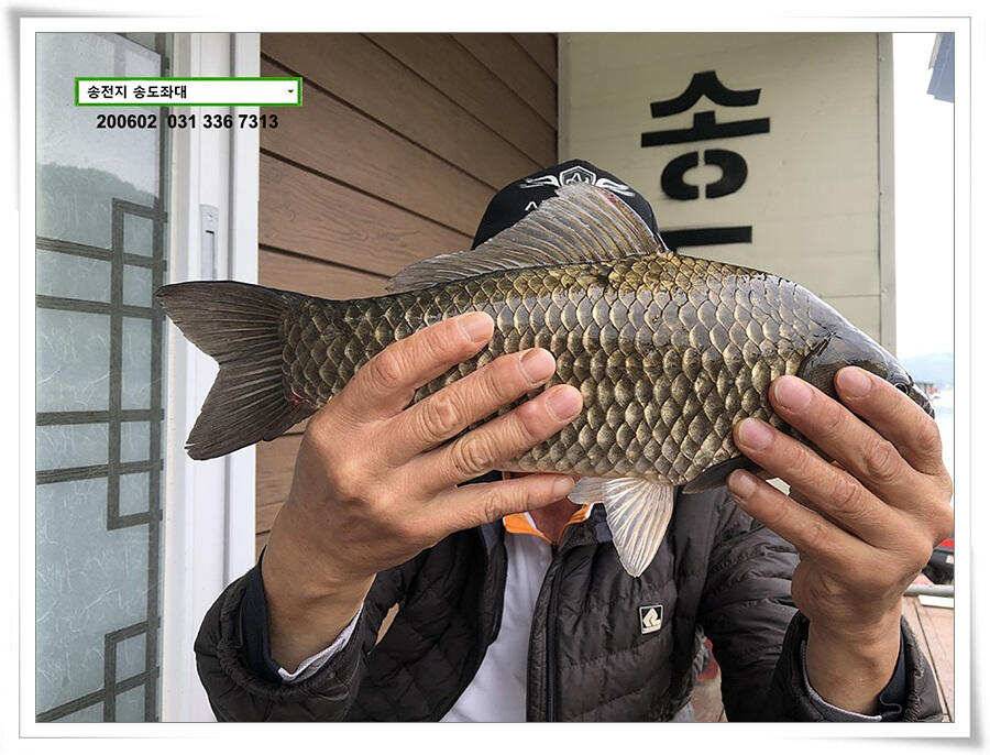 송전지 송도집 좌대 조황 송전낚시터 (유료터정보 - 유료터점주조황)