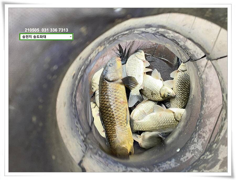 어른이 날 4짜송전지 송도집 좌대 조황 (유료터정보 - 유료터점주조황)