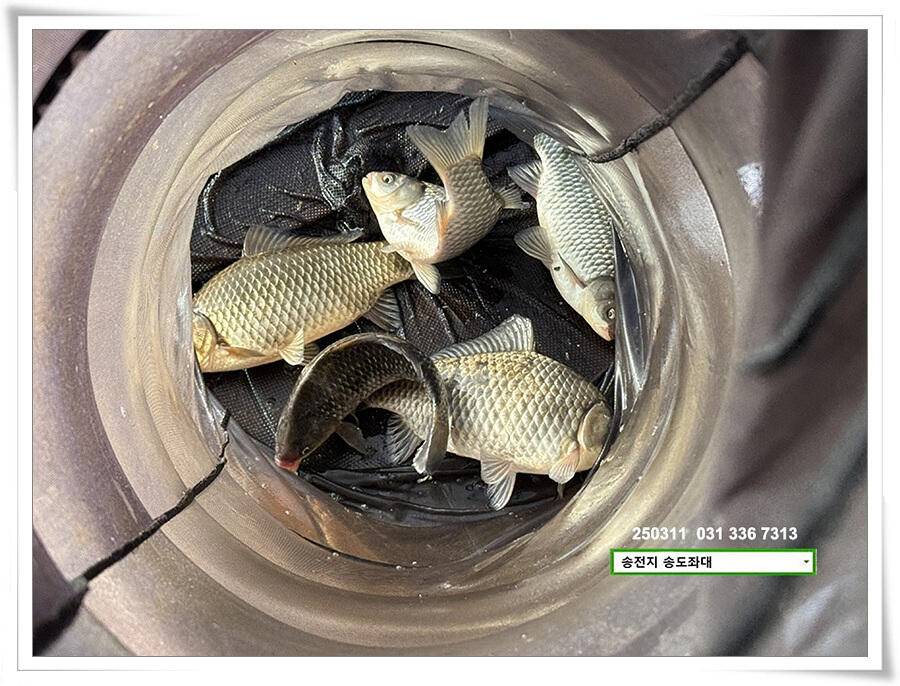 스멀스멀 봄 붕어 (유료터정보 - 유료터점주조황)