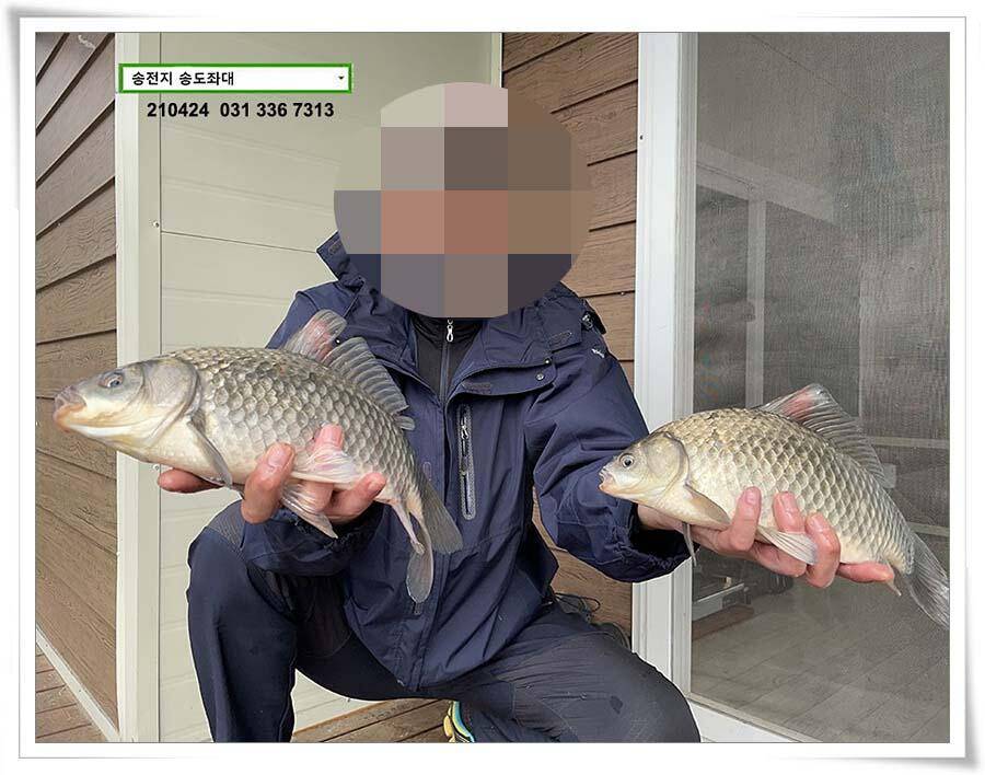 4짜 떡붕어 허리급 마릿수송전지 송도집 좌대 조황 (유료터정보 - 유료터점주조황)