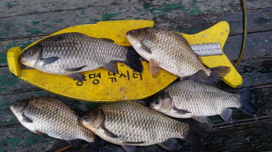 길사장님 홀로 낚시를 (유료터정보 - 유료터점주조황)