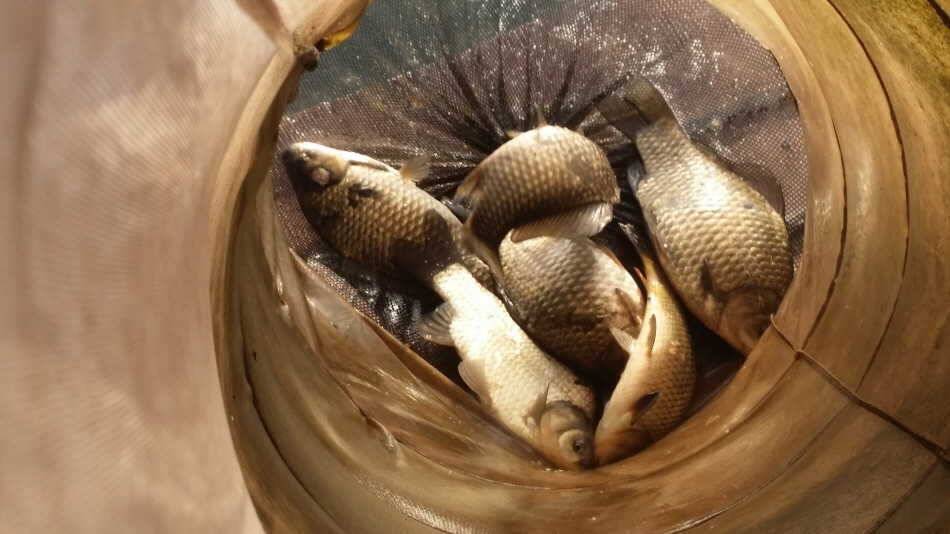 한적한 낚시터 (유료터정보 - 유료터점주조황)
