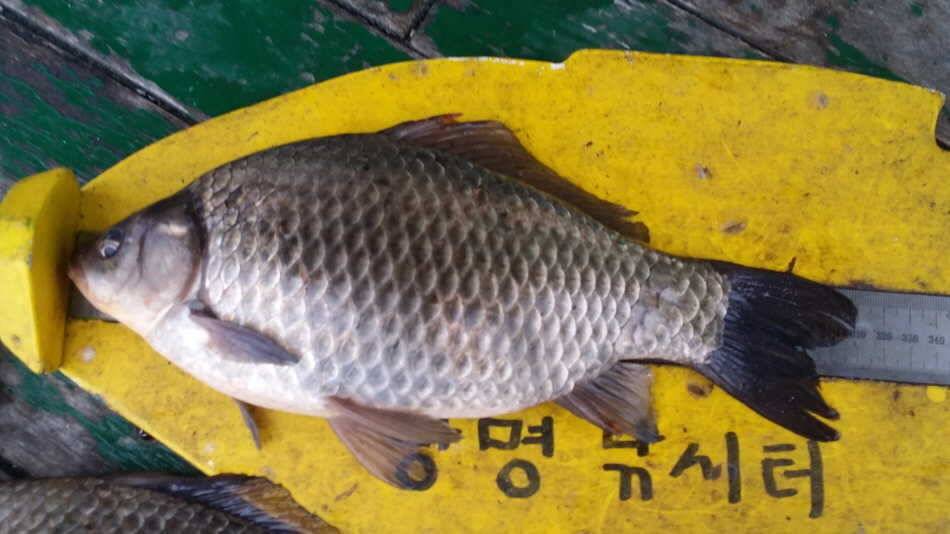월척328cm31cm (유료터정보 - 유료터점주조황)