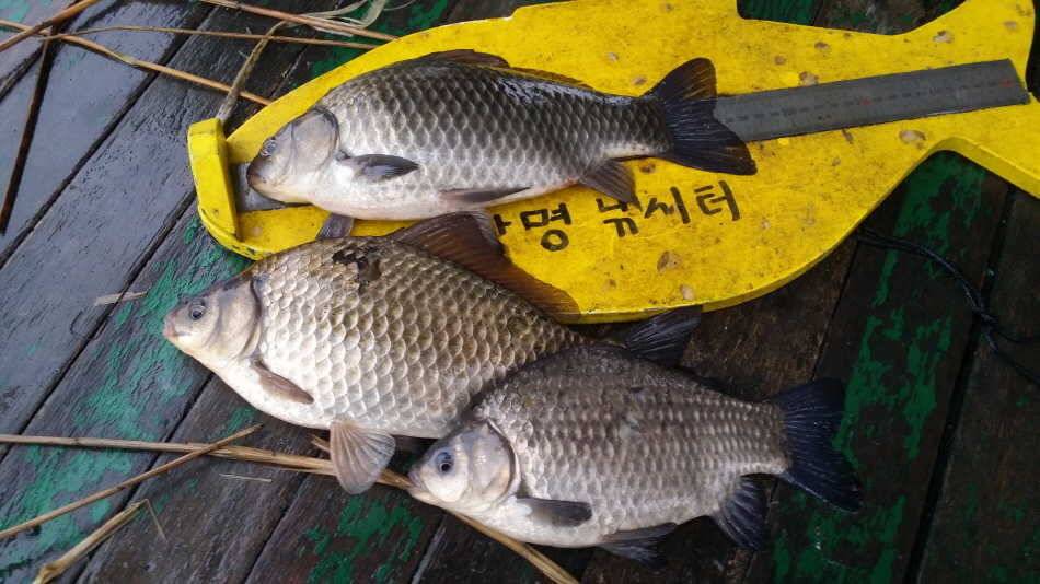 월척2수를 (유료터정보 - 유료터점주조황)