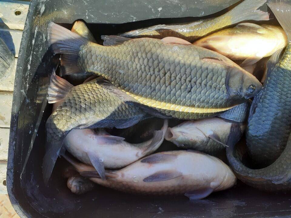 경주 동산낚시터 지난 조황 (유료터정보 - 유료터점주조황)