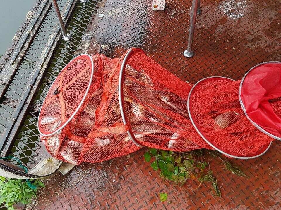 공기좋고 손맛좋은 가족 낚시터 통삼낚시터 조황입니다 (유료터정보 - 유료터점주조황)