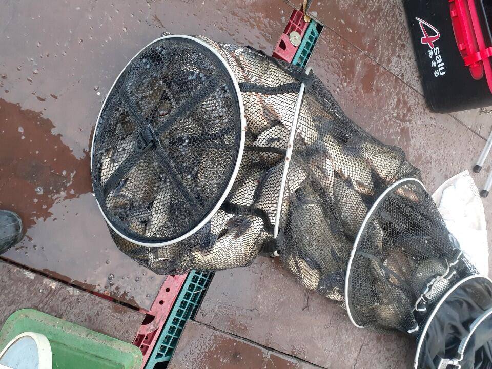 경주 동산낚시터 지난 조황 (유료터정보 - 유료터점주조황)