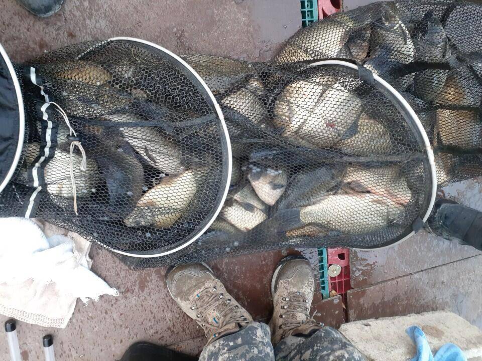경주 동산낚시터 지난 조황 (유료터정보 - 유료터점주조황)