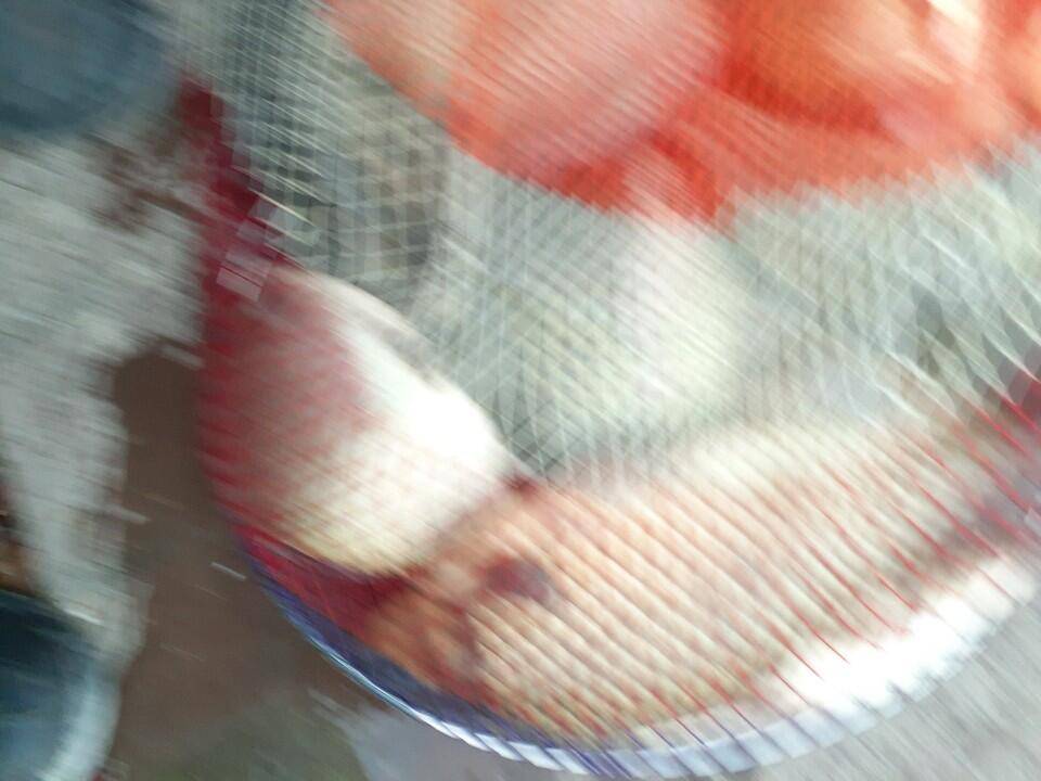경주 동산낚시터 지난 조황 (유료터정보 - 유료터점주조황)