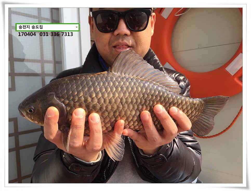 산란에 허리급송전지 송도집 좌대 조황 (유료터정보 - 유료터점주조황)