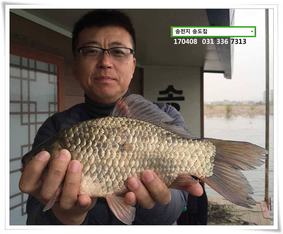 잡혀지는 산란패턴송전지 송도집 좌대 조황 (유료터정보 - 유료터점주조황)